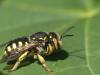 Anthidium sp.